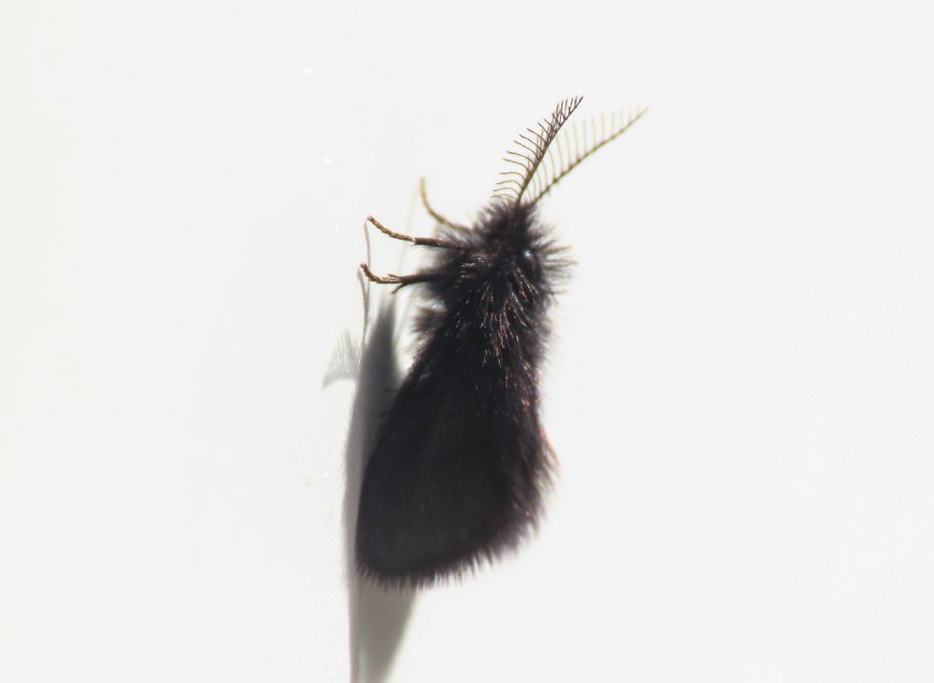 Psychidae? da identificare