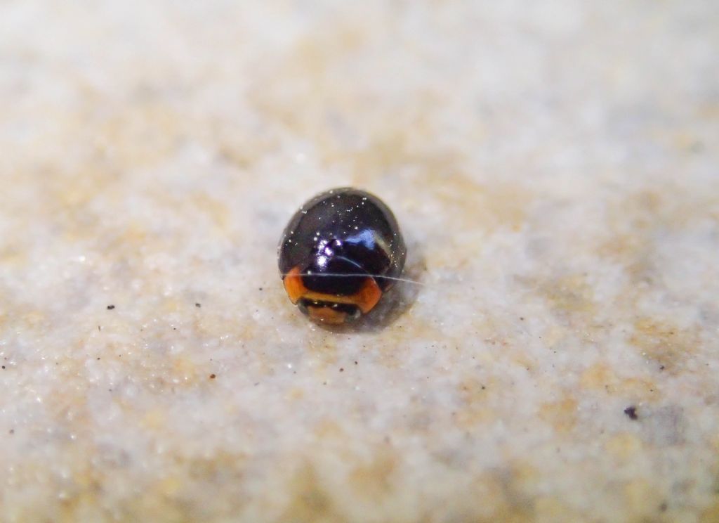 Coccinellidae: Hyperaspis sp.