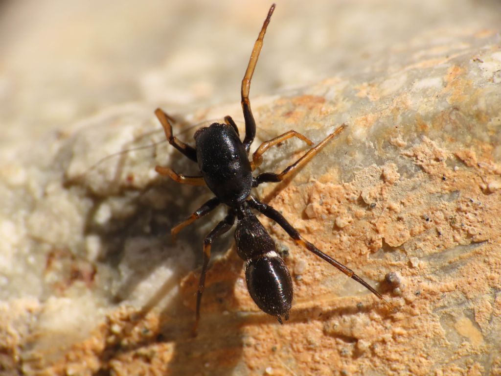 Leptorchestes da identificare