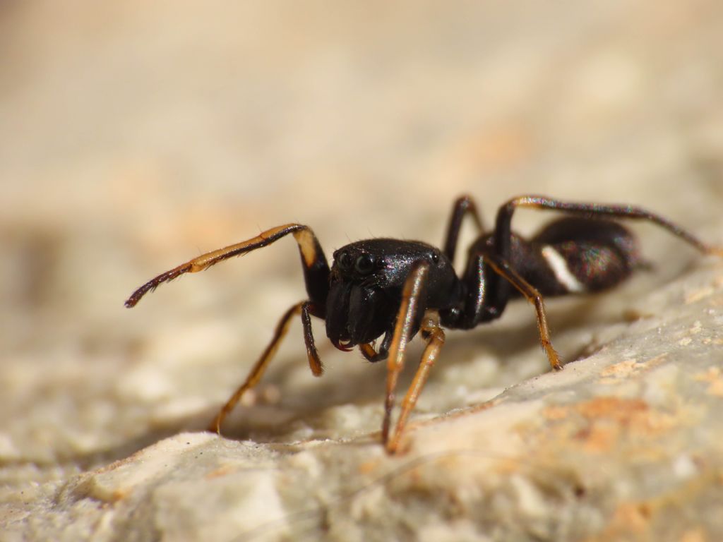 Leptorchestes da identificare
