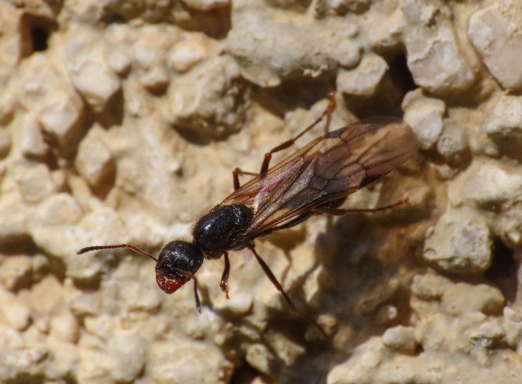 Formicidae: Messor ibericus