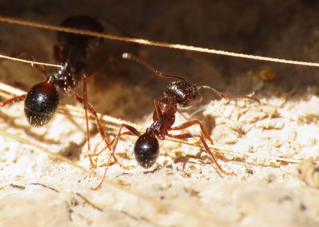 Formicidae: Messor ibericus