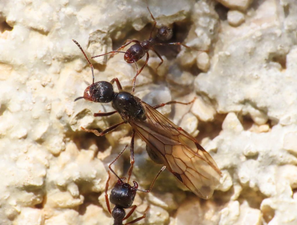 Formicidae: Messor ibericus