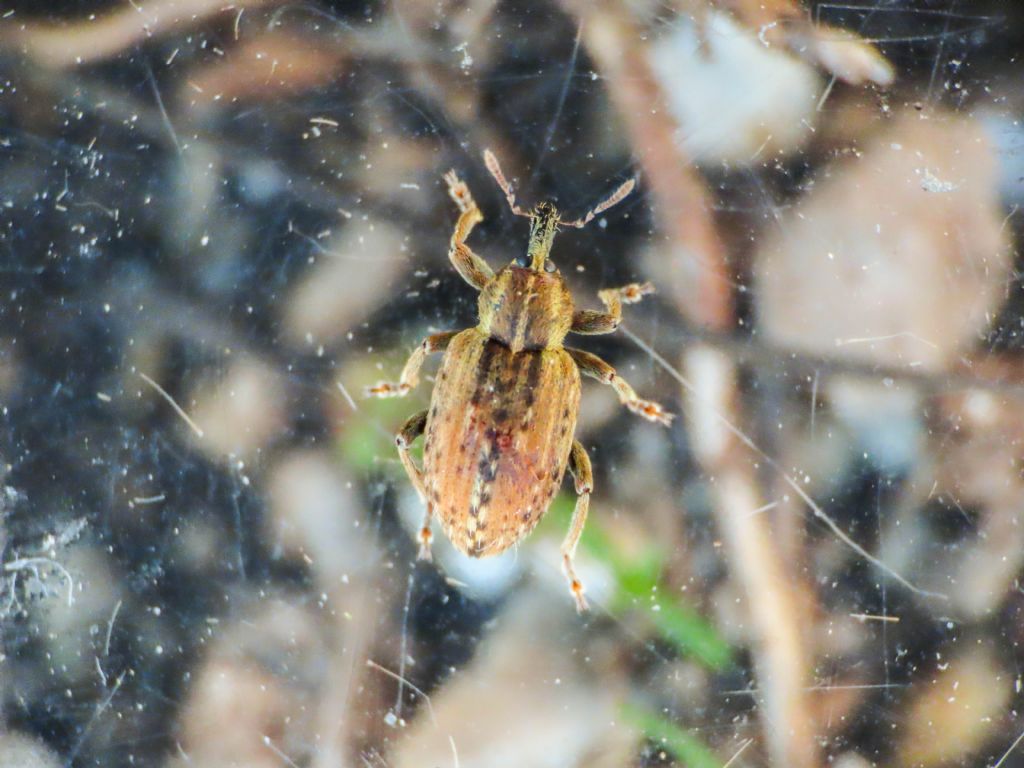 Curculionidae: Hypera melancholica