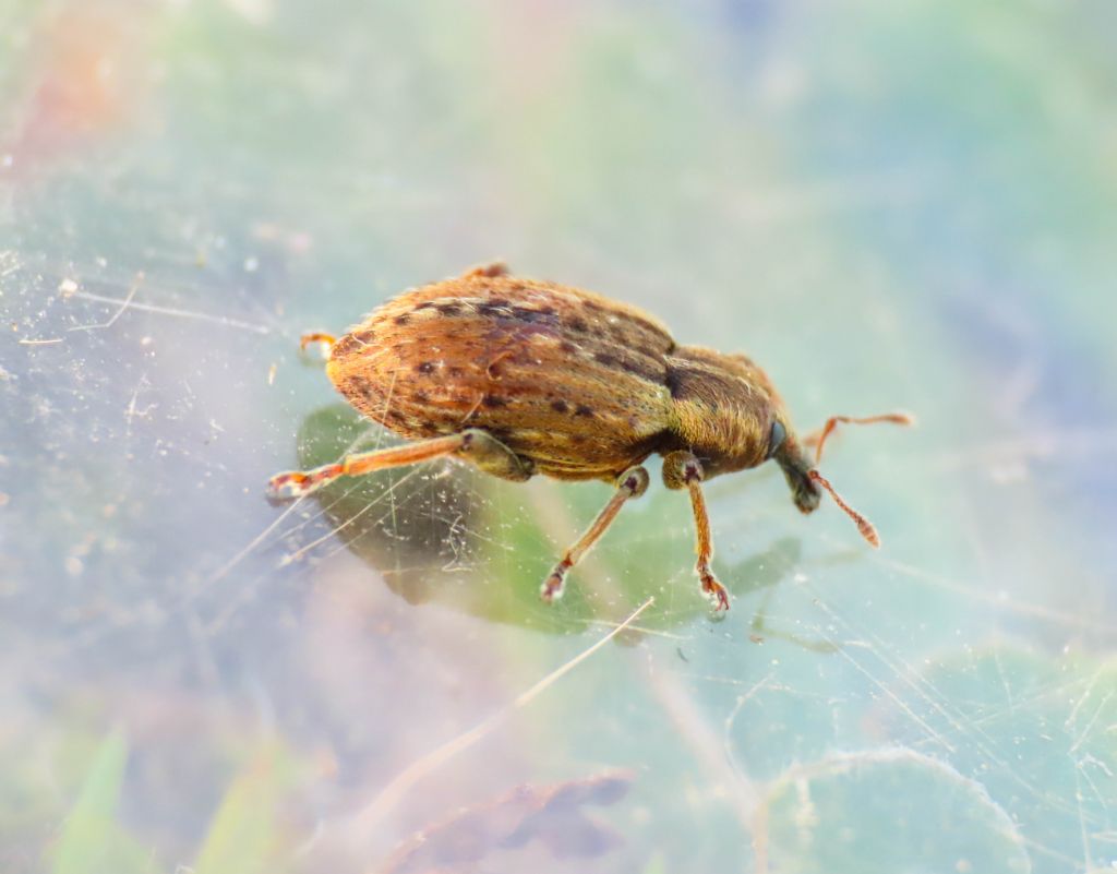 Curculionidae: Hypera melancholica