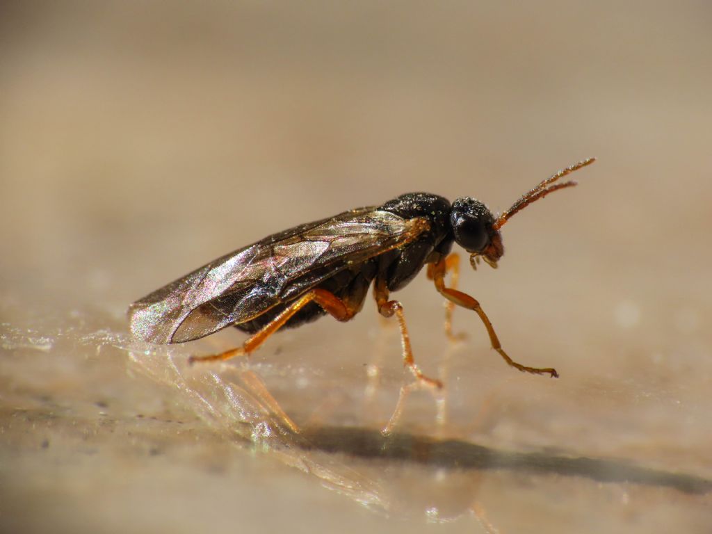 Tenthredinidae da identificare