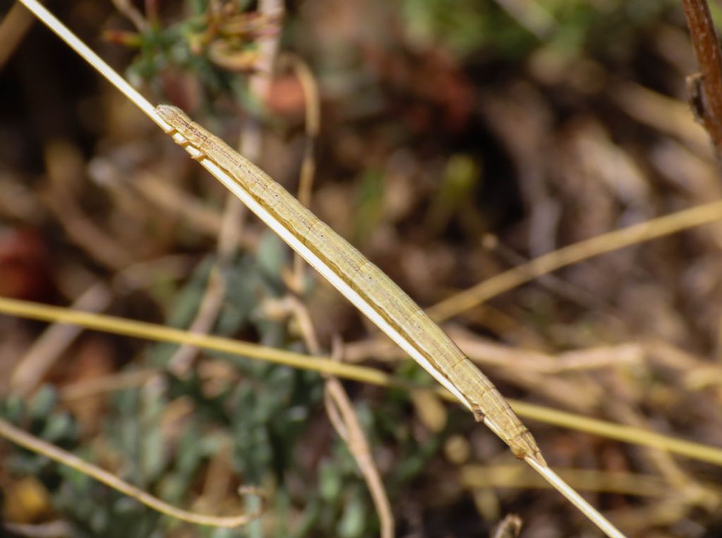 Bruco di Geometridae da identificare