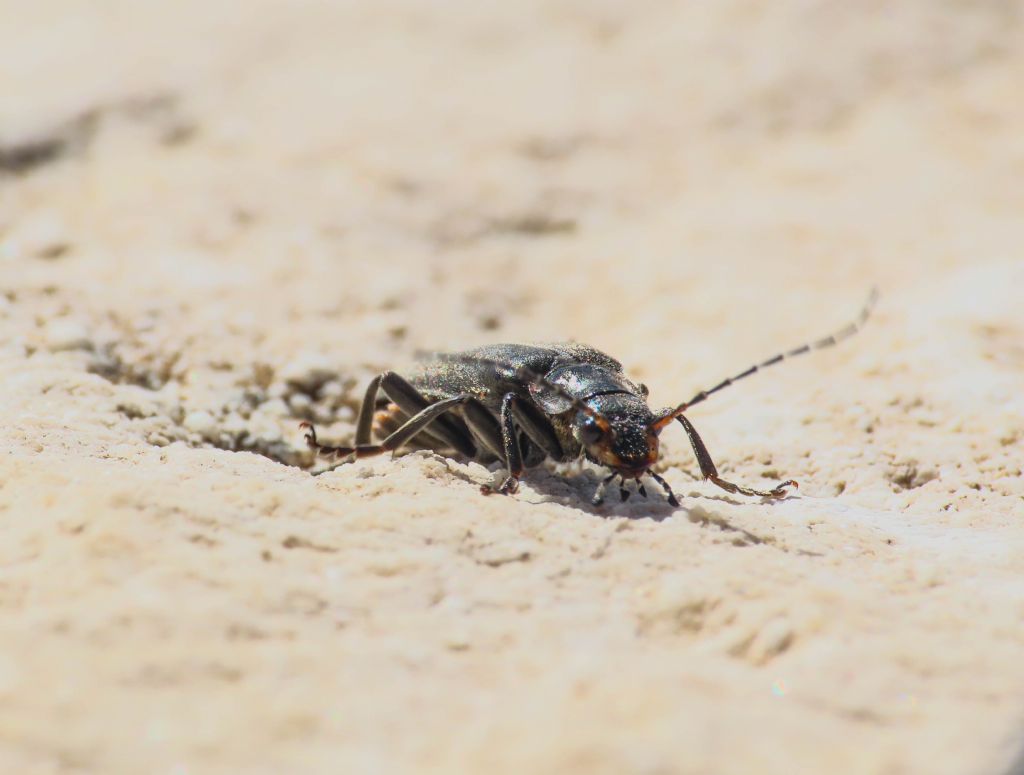 Cantharidae: Cantharis gr. tristis