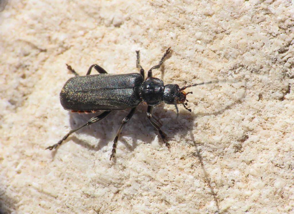 Cantharidae: Cantharis gr. tristis