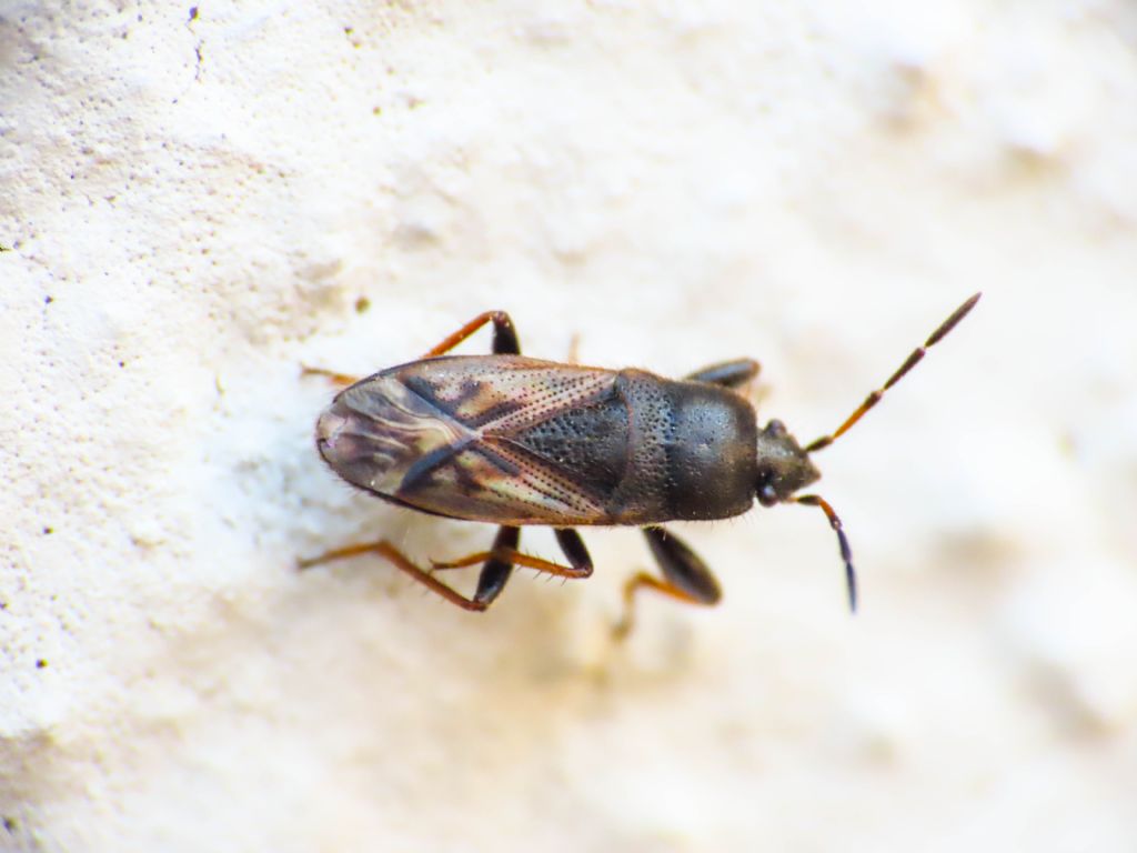 Lygaeidae: Megalonotus sabulicola