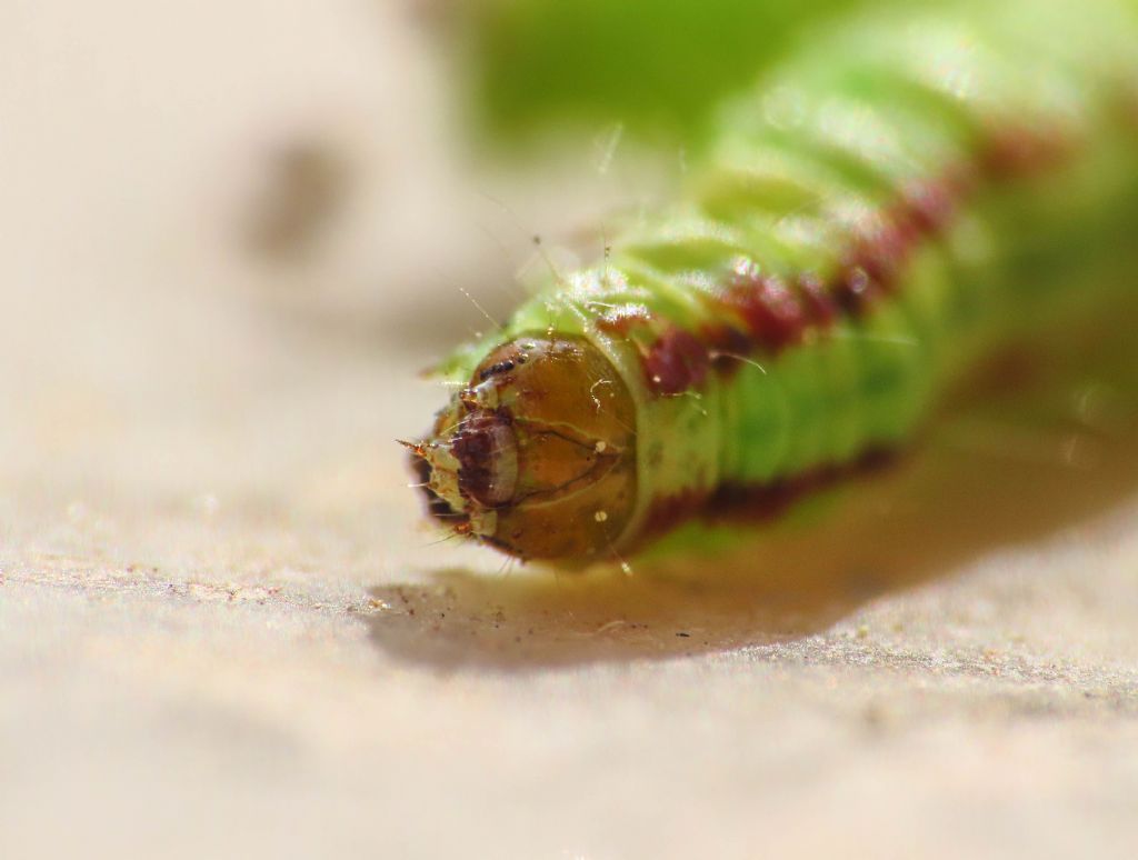 Bruco di Acrobasis advenella?  S� !