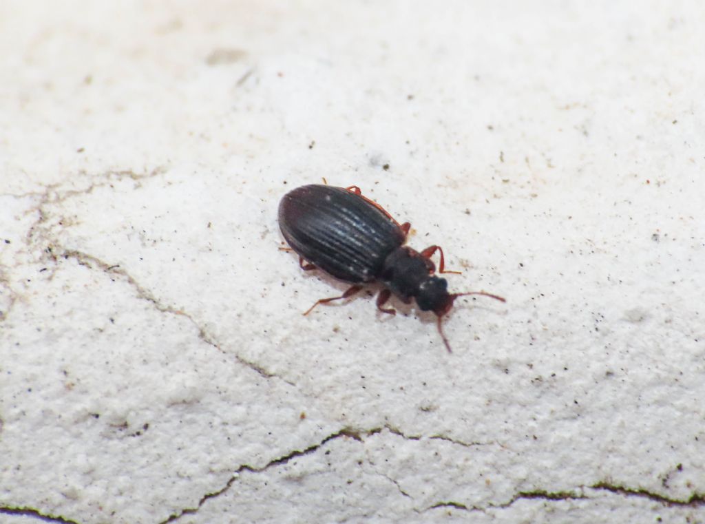 Latridiidae: Latridius sp.