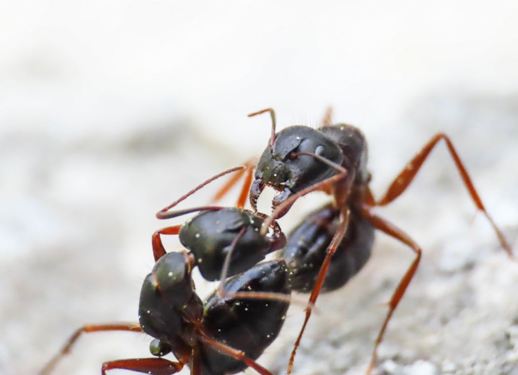 Camponotus (Myrmentoma) gr.fallax