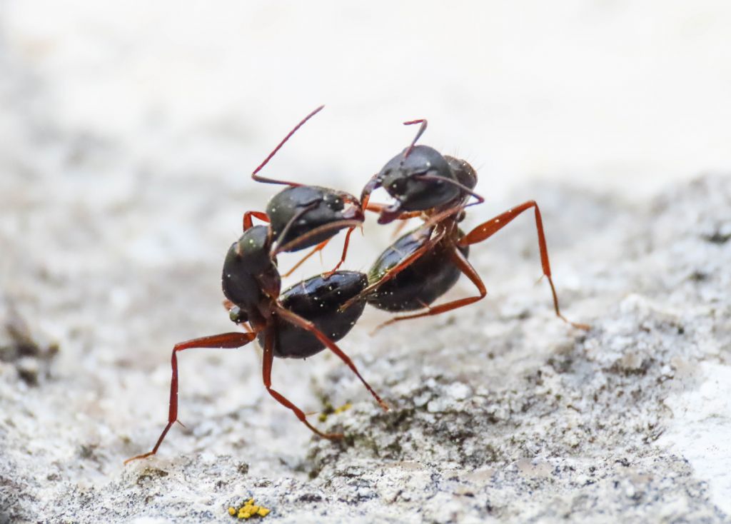 Camponotus (Myrmentoma) gr.fallax