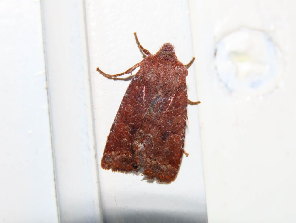 Noctuidae: Conistra vaccinii