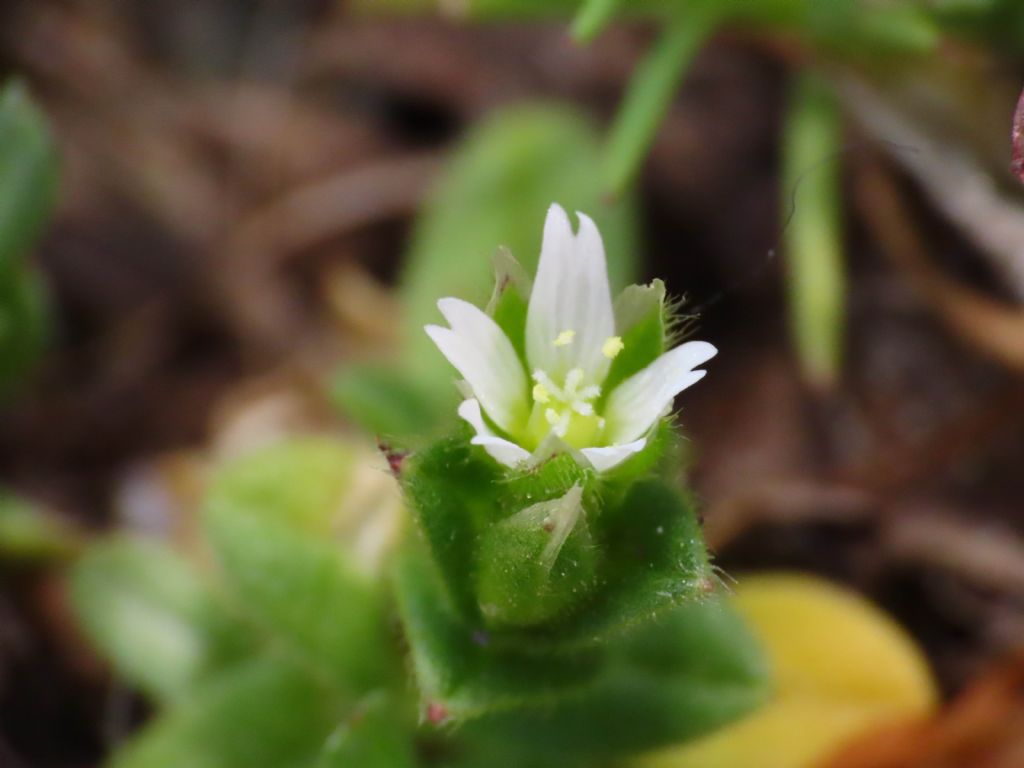 Cerastium pumilum / Peverina piccola