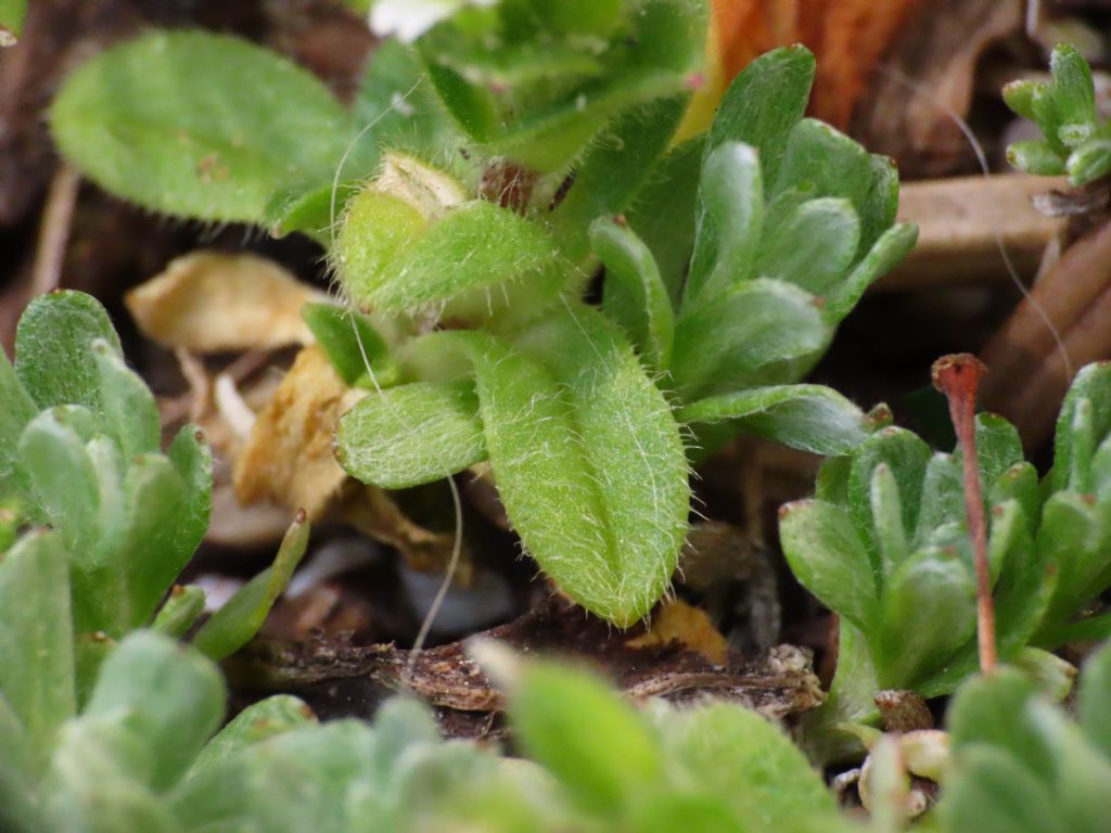 Cerastium pumilum / Peverina piccola