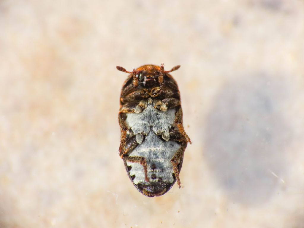 Dermestidae: Dermestes mustelinus