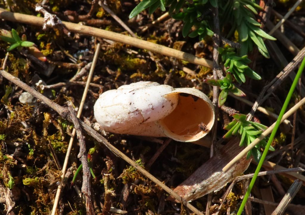 Gasteropode da identificare