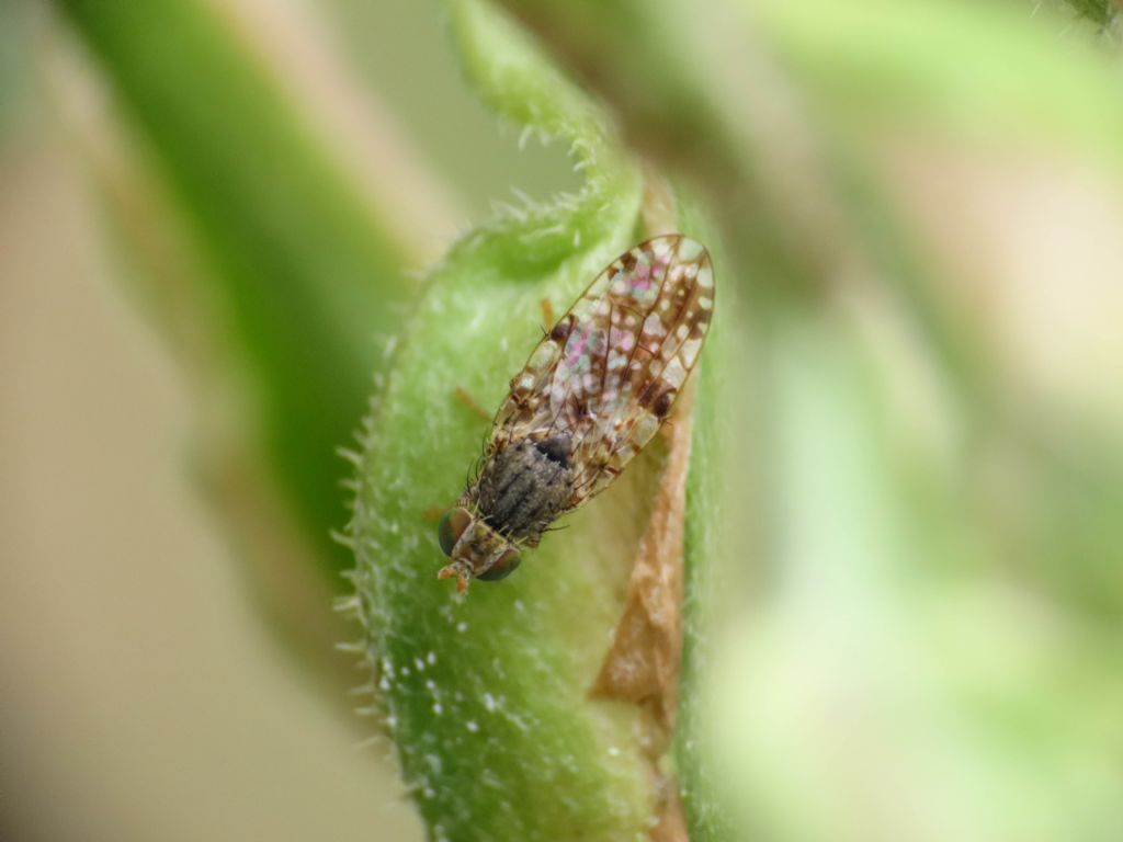 Tephritidae: Tephritis matricariae