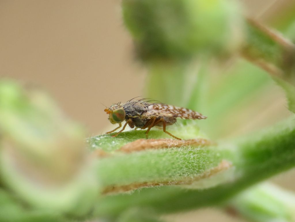 Tephritidae: Tephritis matricariae