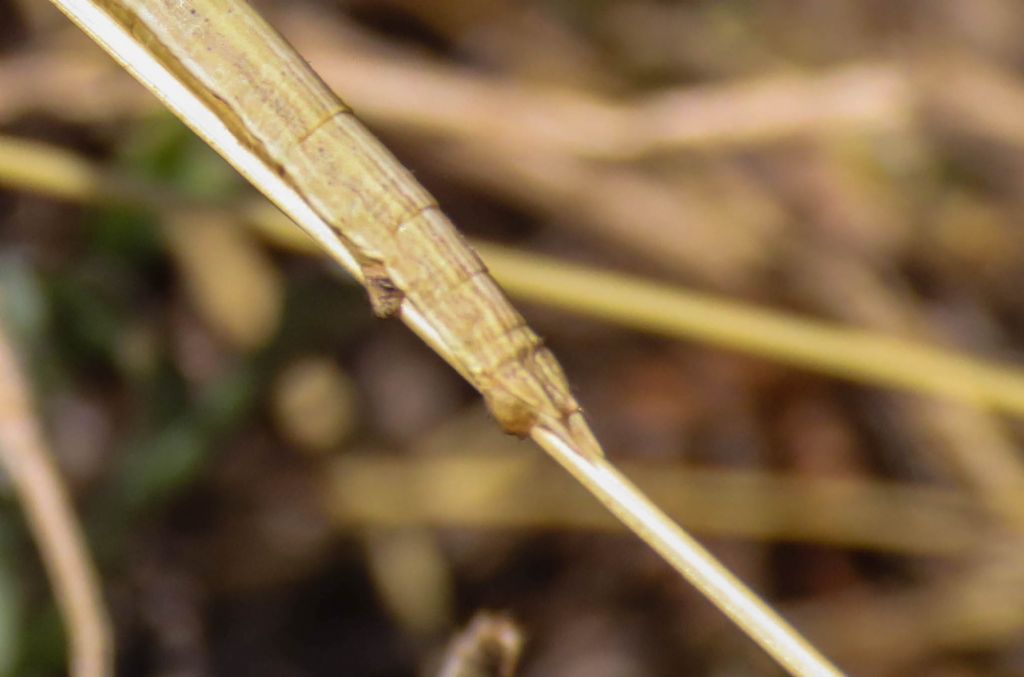 Bruco di Geometridae da identificare