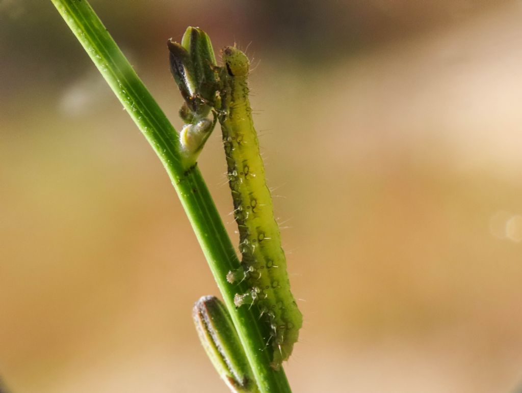 Bruco di Autographa?