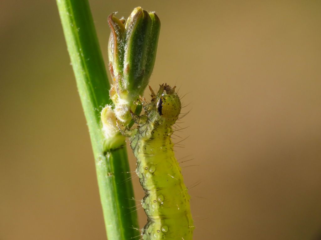 Bruco di Autographa?