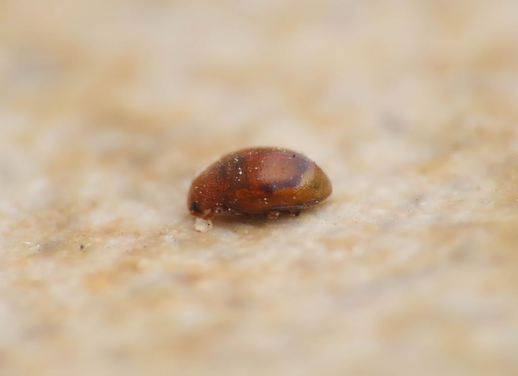 Coccinellidae: Rhyzobius aff. litura