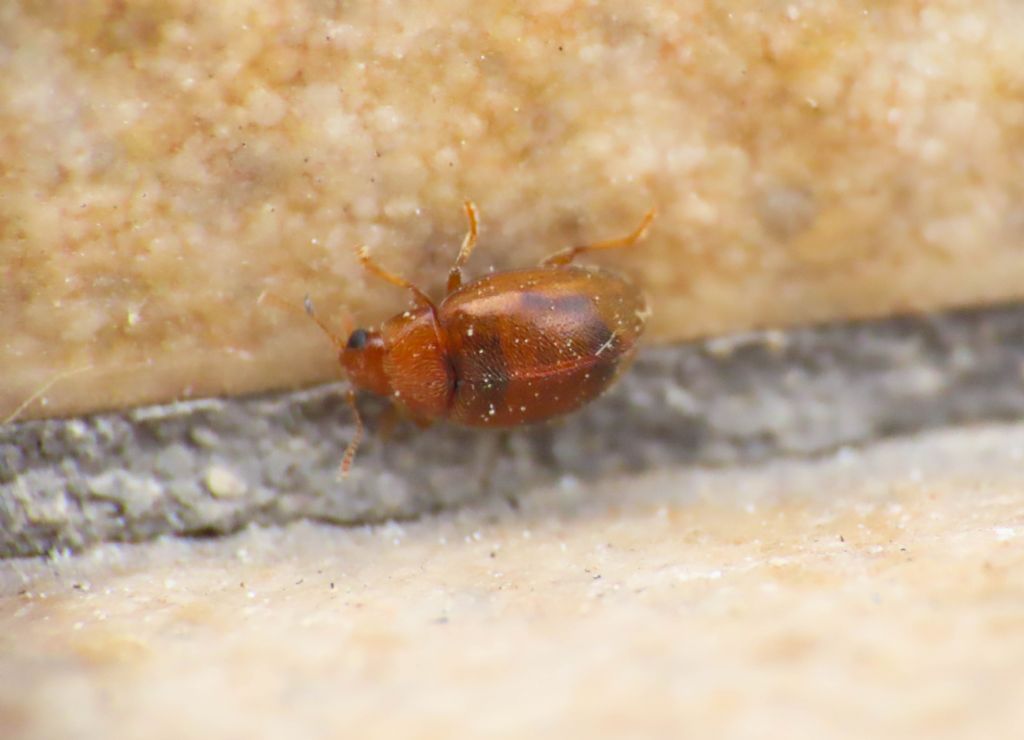 Coccinellidae: Rhyzobius aff. litura