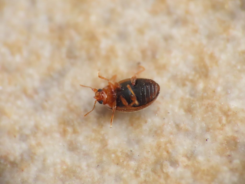 Coccinellidae: Rhyzobius aff. litura