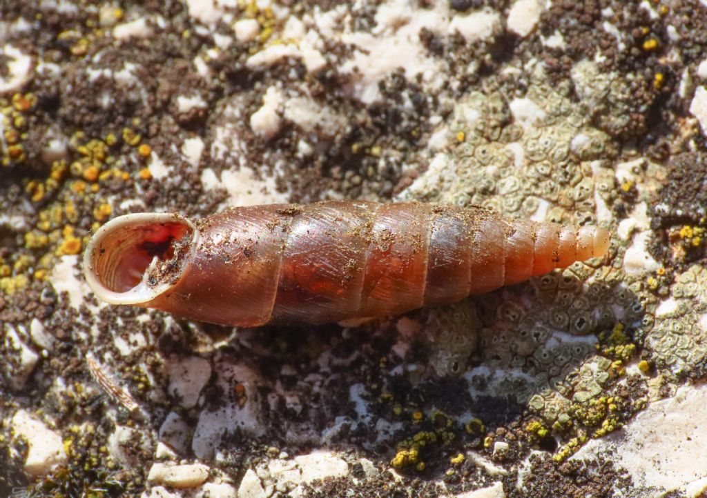 Clausiliidae? da identificare