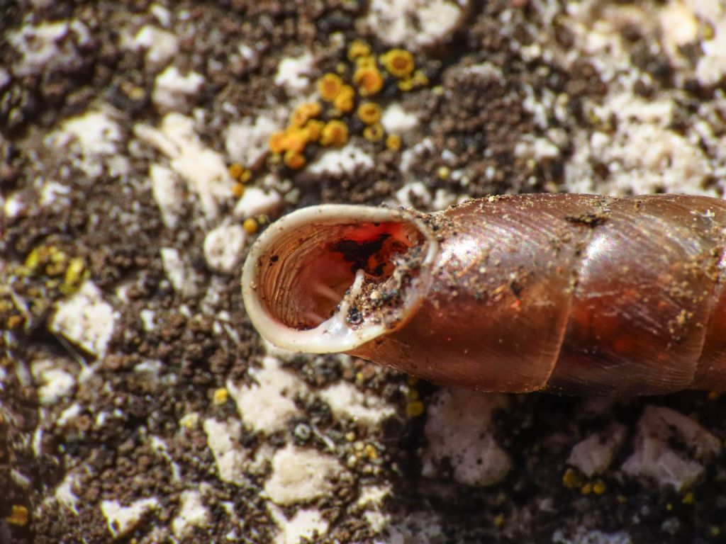 Clausiliidae? da identificare