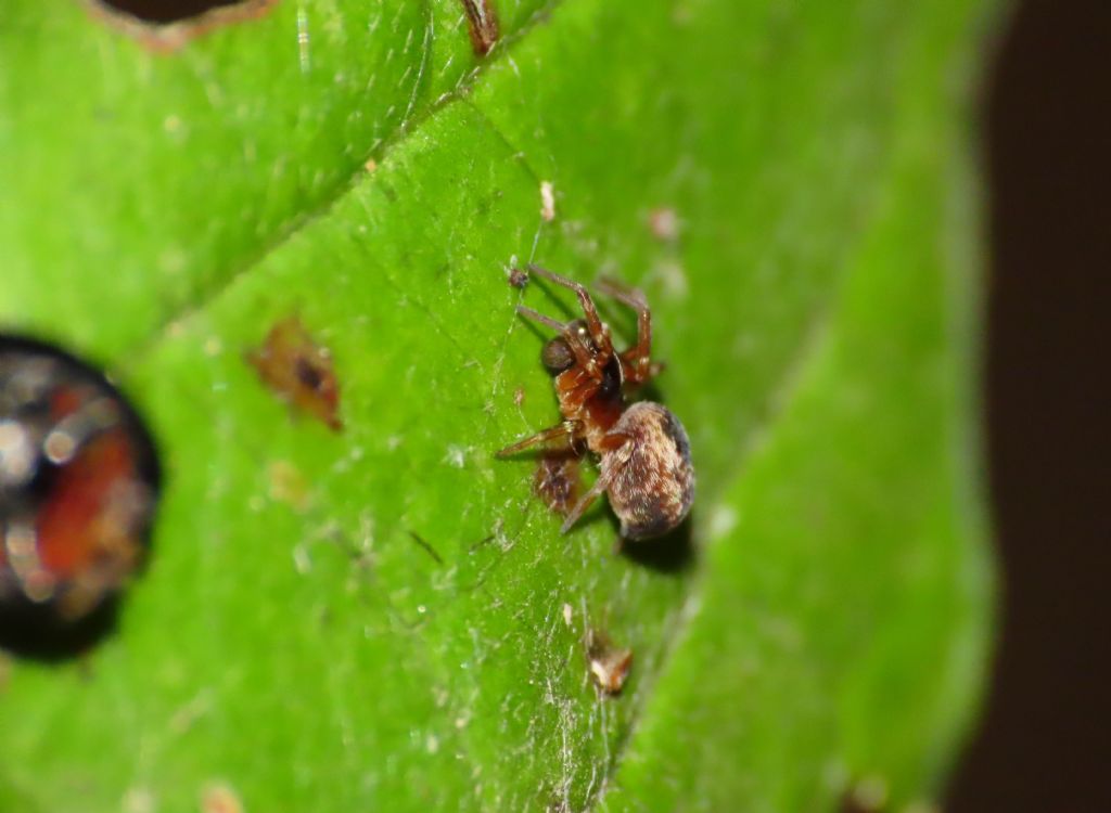 Dictynidae da identificare