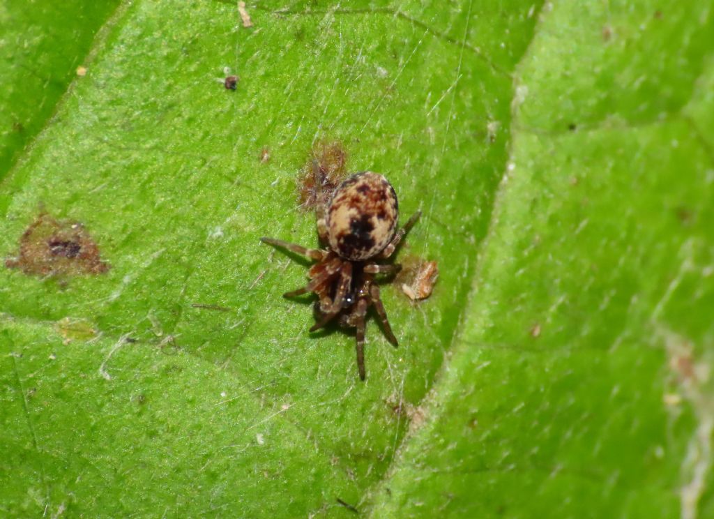 Dictynidae da identificare