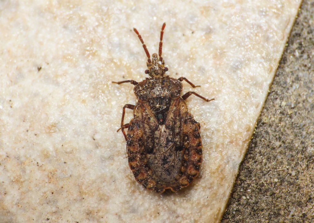 Aradidae: Aradus conspicuus dell''Abruzzo