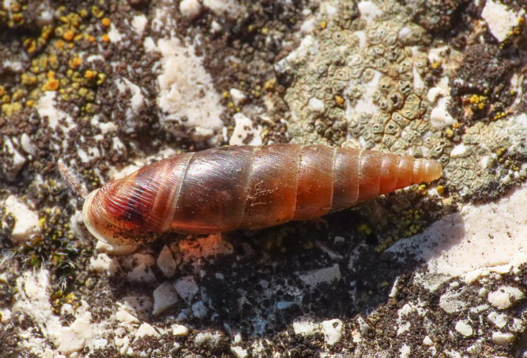 Clausiliidae? da identificare