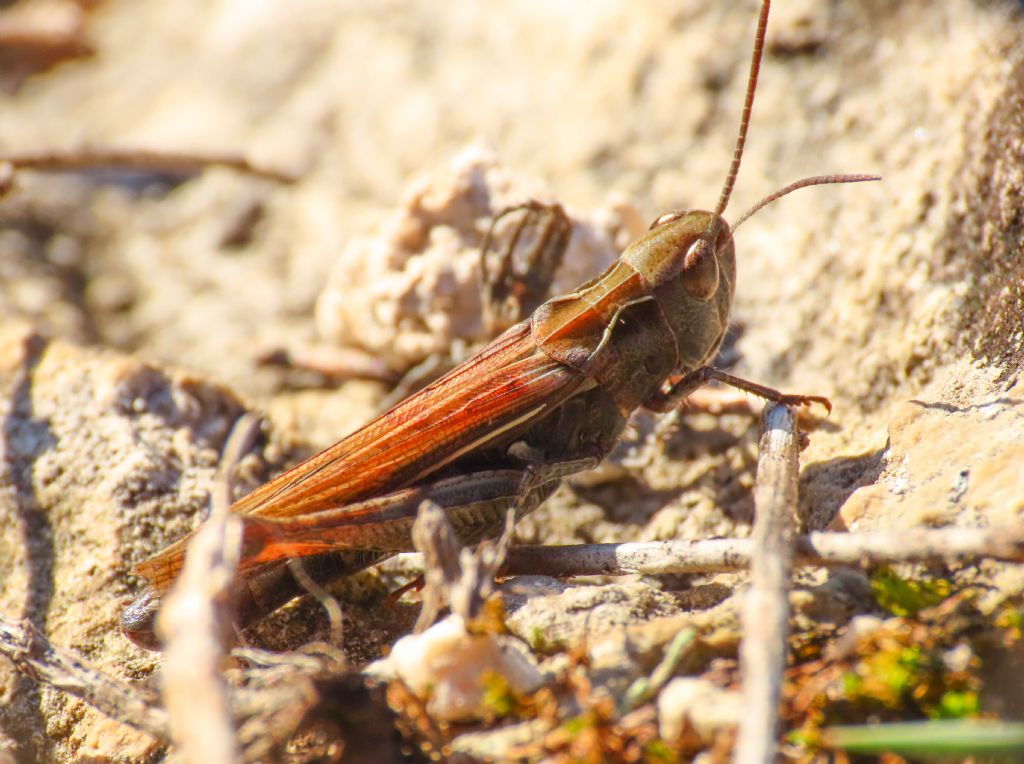 Acrididae: Omocestus (Dirshius) haemorrhoidalis