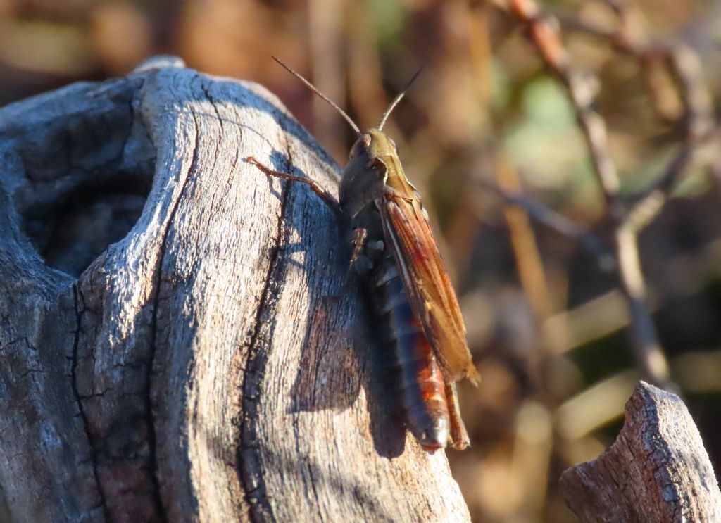 Acrididae: Omocestus (Dirshius) haemorrhoidalis