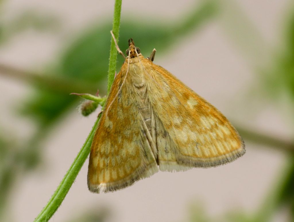 Crambidae: Sitochroa verticalis