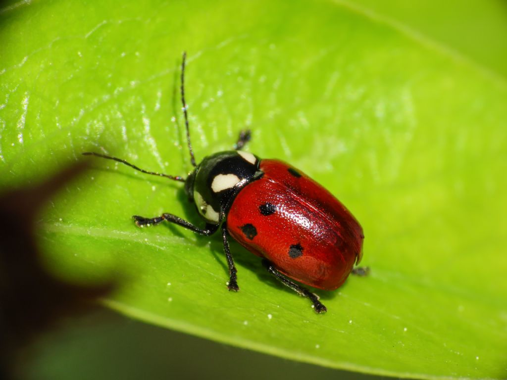 Chrysomelidae: Cryptocephalus tricolor