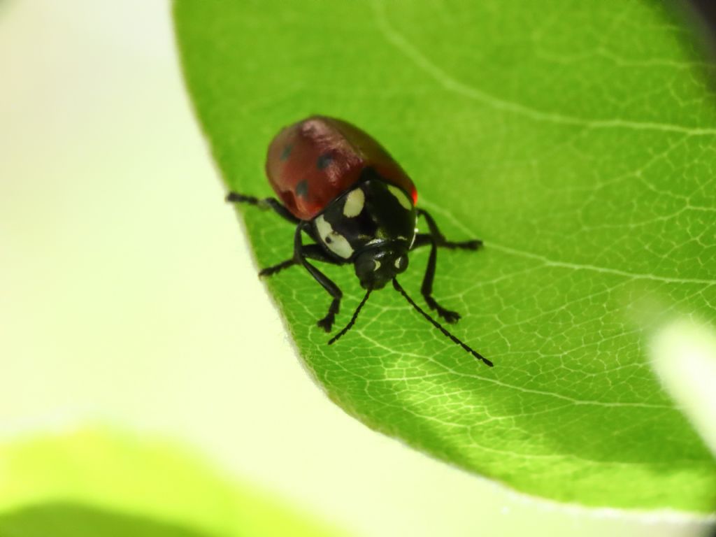 Chrysomelidae: Cryptocephalus tricolor