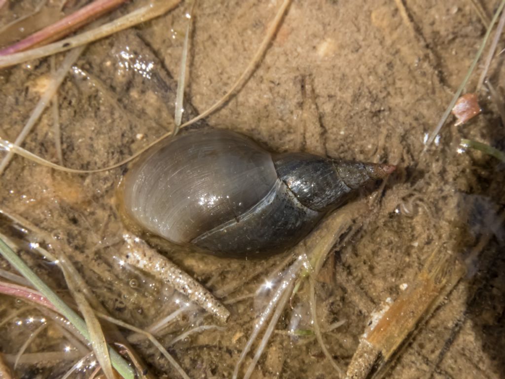 Gasteropode da identificare