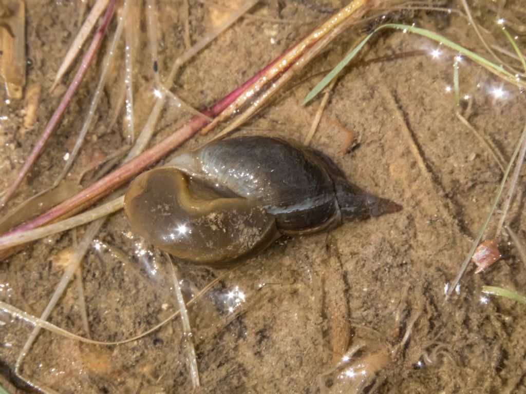 Gasteropode da identificare