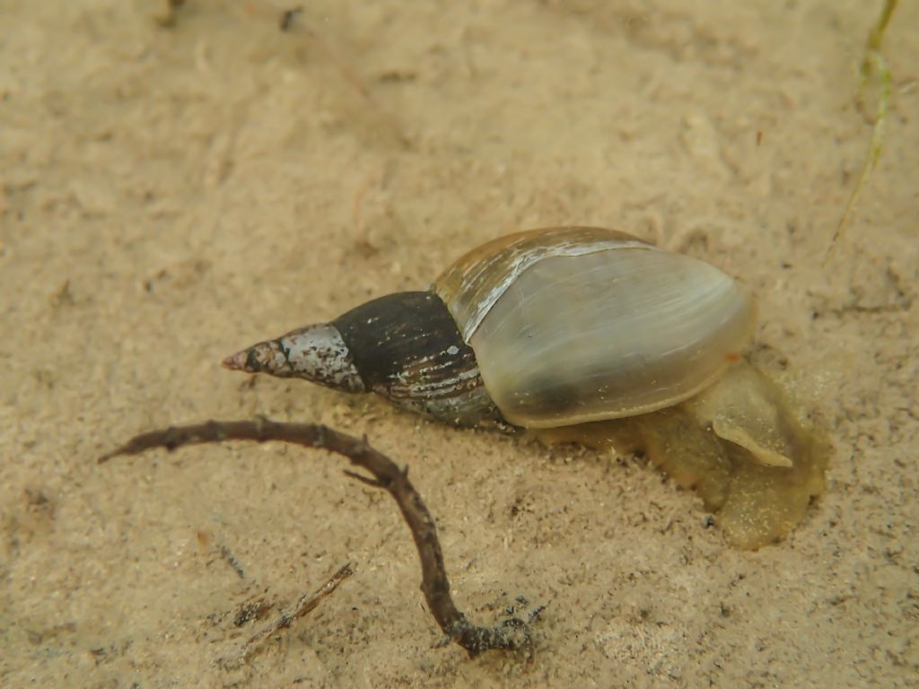 Gasteropode da identificare