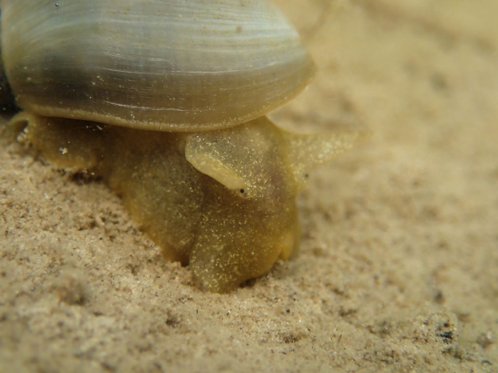 Gasteropode da identificare