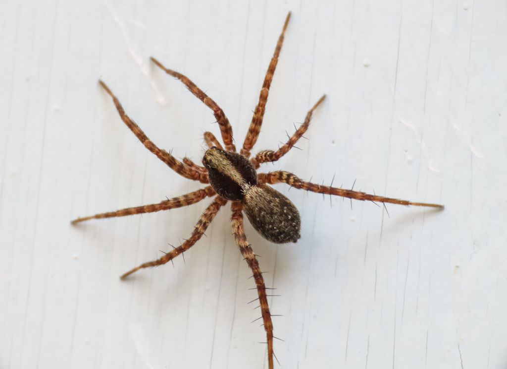 Lycosidae: Pardosa sp. - Bazzano (AQ)