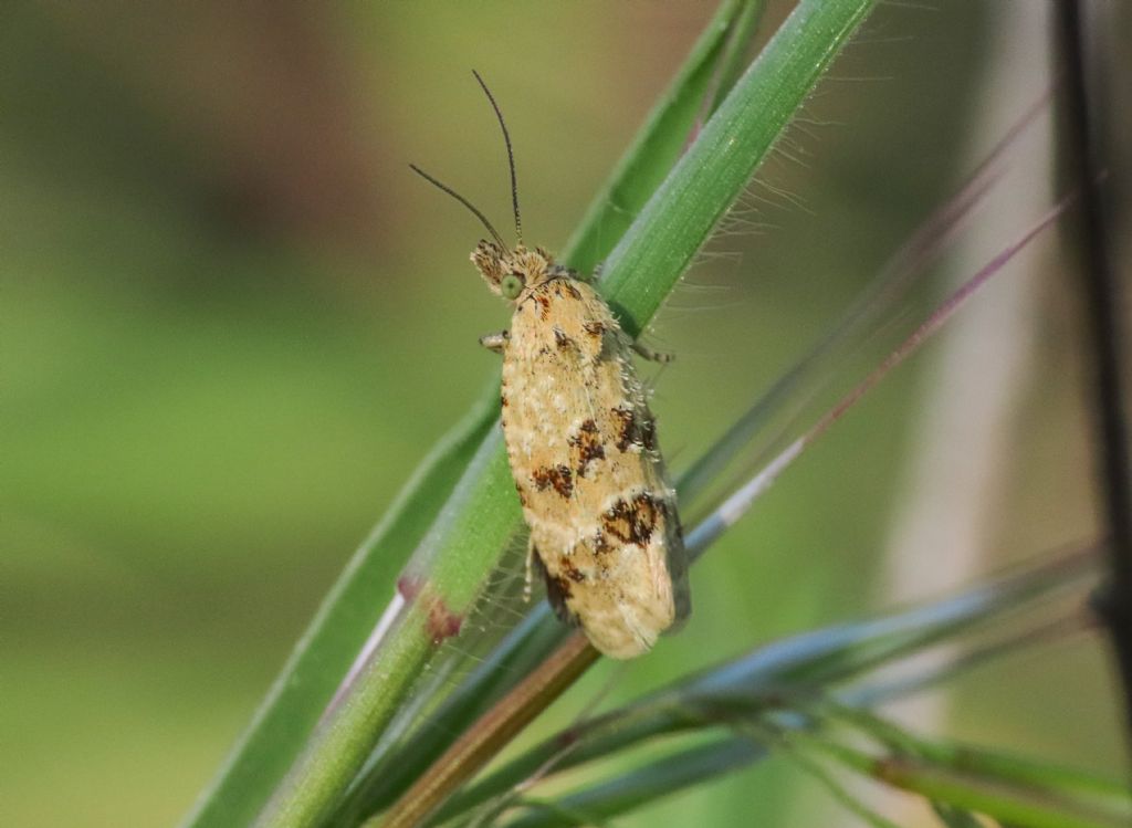 Tortricidae: Aethes williana