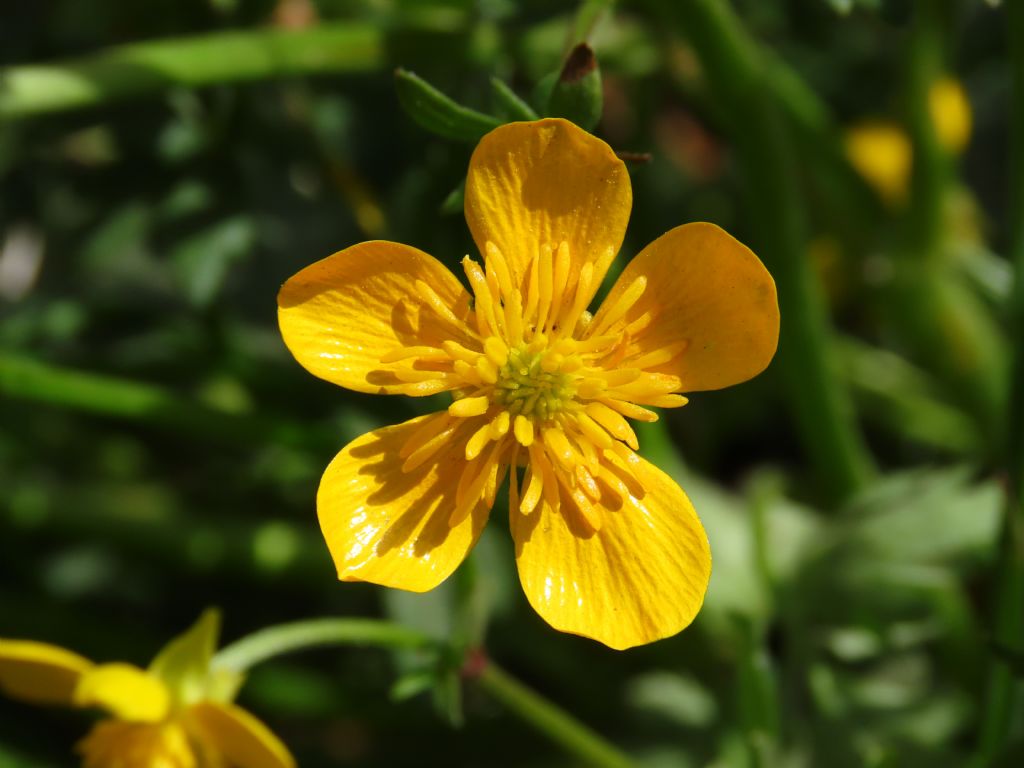 Ranunculus sardous da confermare