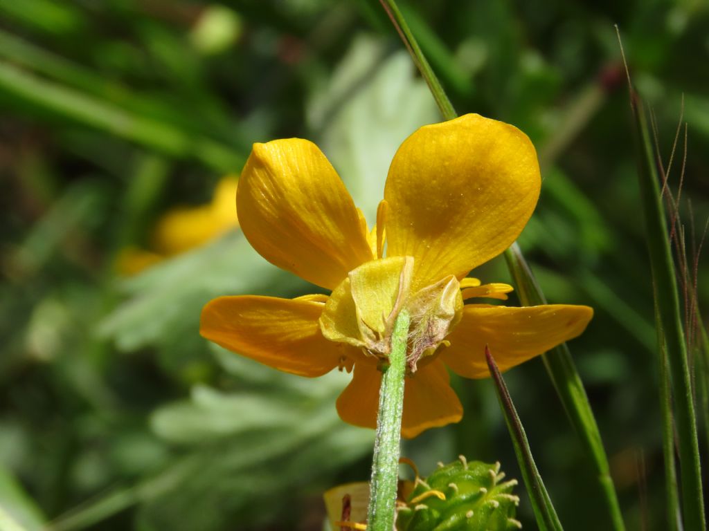 Ranunculus sardous da confermare